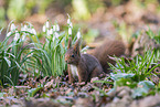 Eurasian red squirrel