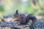 Eurasian red squirrel
