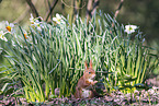 Eurasian red squirrel