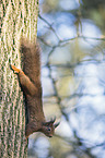Eurasian red squirrel