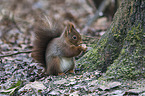 Eurasian red squirrel
