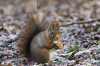 Eurasian red squirrel