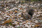 Eurasian red squirrel