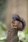 Eurasian red squirrel