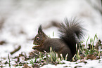 Eurasian red squirrel