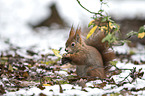 Eurasian red squirrel