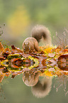 Eurasian red squirrel