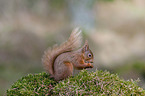Eurasian red squirrel