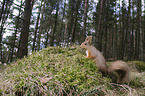 Eurasian red squirrel