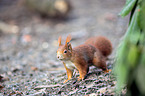 Eurasian red squirrel