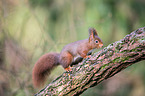 Eurasian red squirrel
