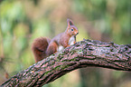 Eurasian red squirrel