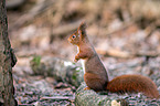 Eurasian red squirrel