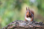 Eurasian red squirrel