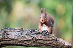 Eurasian red squirrel