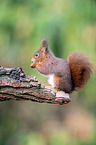 Eurasian red squirrel