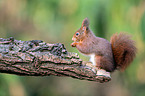 Eurasian red squirrel