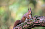 Eurasian red squirrel