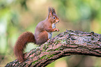 Eurasian red squirrel