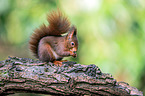 Eurasian red squirrel