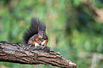 Eurasian red squirrel