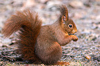 Eurasian red squirrel
