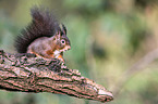 Eurasian red squirrel