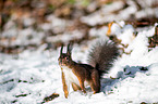 Eurasian red squirrel