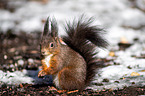 Eurasian red squirrel