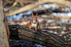 Eurasian red squirrel