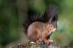 Eurasian red squirrel