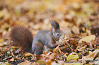 Eurasian red squirrel