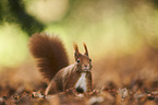 Eurasian red squirrel