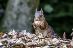 Eurasian red squirrel