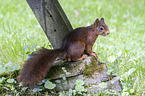Eurasian red squirrel