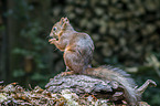 Eurasian red squirrel