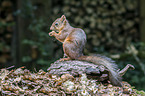Eurasian red squirrel