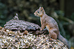Eurasian red squirrel