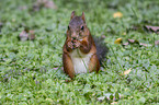 Eurasian red squirrel