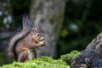 Eurasian red squirrel