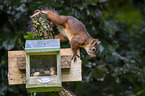 Eurasian red squirrel
