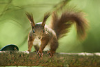 Eurasian red squirrel