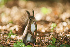 Eurasian red squirrel