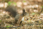 Eurasian red squirrel