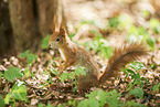 Eurasian red squirrel