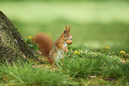 Eurasian red squirrel