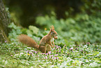 Eurasian red squirrel