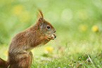Eurasian red squirrel
