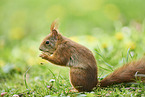 Eurasian red squirrel
