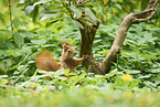 Eurasian red squirrel